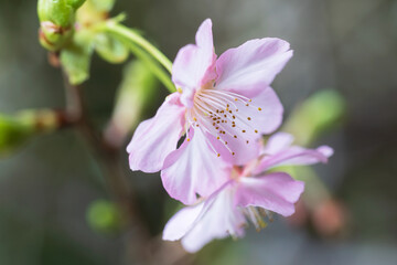 double cherry blossom, Kawazu zakura