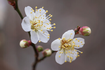Japanese apricot