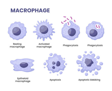 Vector illustration of a macrophage combating bacteria, symbolizing science and medicine in infection control and immune response.