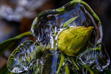 rhododendron bud in thick ice coat closeup