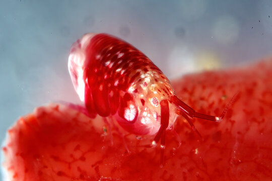 Leucothoe richiardii, Amphipod, a small, shrimp-like crustacean belonging to the order Amphipoda. 