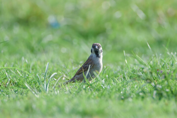 Close-up of a common house sparrow perched on vibrant green grass with a soft blurred nature background.