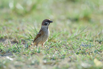 Close-up of a common house sparrow perched on vibrant green grass with a soft blurred nature background.