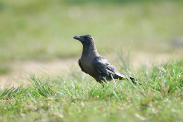 Obraz premium Close-up of a House Crow (Corvus splendens) walking on the ground with a soft blurred green grass background.