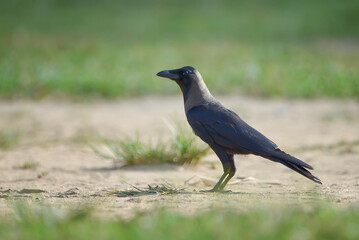 Obraz premium Close-up of a House Crow (Corvus splendens) walking on the ground with a soft blurred green grass background.