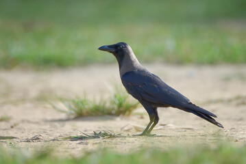 Close-up of a House Crow (Corvus splendens) walking on the ground with a soft blurred green grass background.