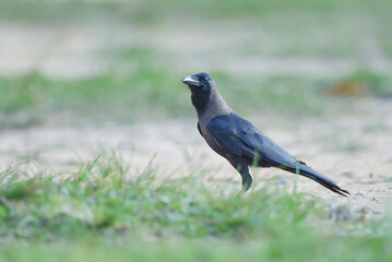 Obraz premium Close-up of a House Crow (Corvus splendens) walking on the ground with a soft blurred green grass background.