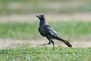 Obraz premium Close-up of a House Crow (Corvus splendens) walking on the ground with a soft blurred green grass background.