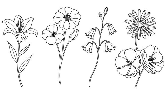 A collection of line art illustrations featuring a lily flax flowers bellflowers and a daisy with buds and leaves on a white background flower illustration botanical line art