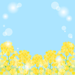 青空と日差しと菜の花畑を組み合わせた背景のイラスト　1：1バージョン