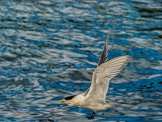 Tern With Wings Up Over Sea