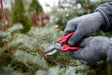 Gardener pruning evergreen tree branches with red shears