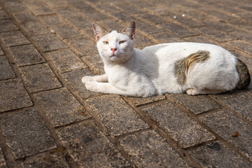 white cat on the floor © Heather