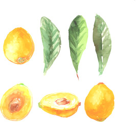 水彩で描いたびわのイラストセット