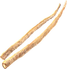 水彩で描いたゴボウのイラスト、ベクター