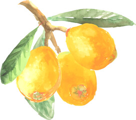 水彩で描いたびわのイラスト