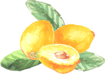 水彩で描いたびわのイラスト