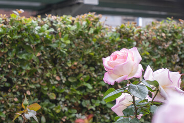 淡いピンクのバラの花びらと初夏の光