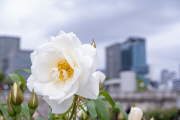都会のビルを背景に咲く白いバラ