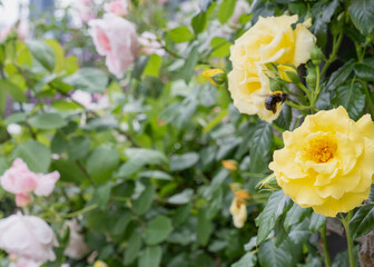 黄色いバラに集まるクマバチと庭園