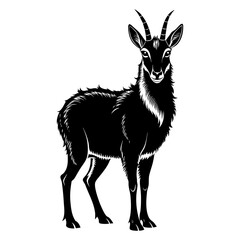 Obraz premium New Zealand Chamois