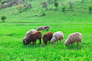 Obraz premium Sheep are grazing in lush green field. Landscape features gentle slopes with some sparse trees scattered across the area