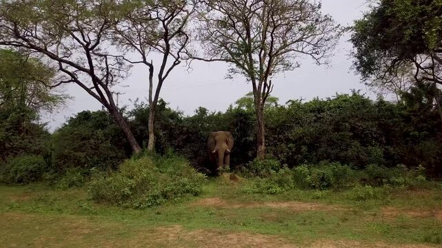 African bush elephant (Loxodonta africana) stands partly hidden in dense savanna scrub in Uganda among acacia trees (Vachellia spp.) and thick bushes under a pale sky, drone push in.