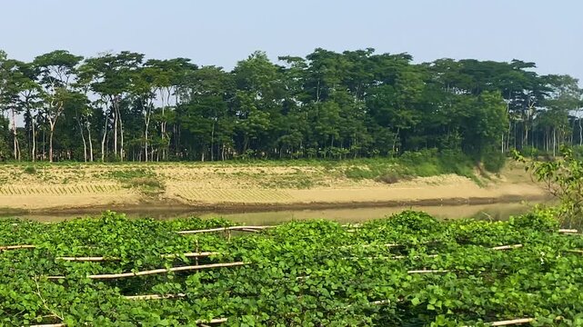 Hyacinth bean or lablab bean farming, Bangladesh
