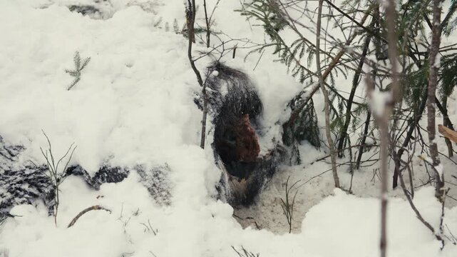 Close-up winter shot showing the rear of a dead moose partially covered by snow in a dense forest, muted tones conveying stillness, mortality and harsh Nordic wilderness.