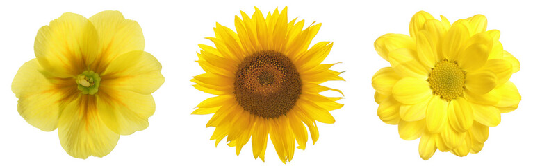 Different yellow flowers isolated on white, set