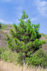Obraz premium pine tree in the mountains