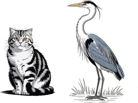 Hand drawn cat and heron illustration set, detailed vintage style animal sketch collection isolated on white background