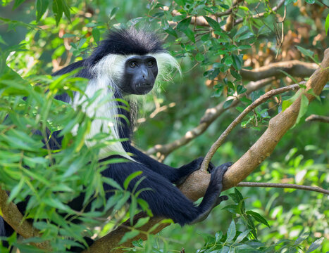 Angolan black-and-white, or Angola colobus (Colobus angolensis) in a tree, Kilifi county, Kenya.