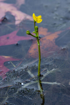 bladderwort the wondering aquatic plant with rhizomes buds and blooming flowers