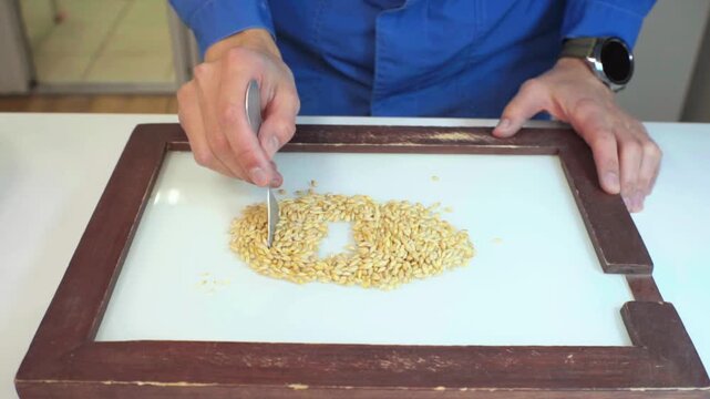 A lab technician analyzes grain barley on a sorting board, detecting foreign matter. Technical analysis of cereals. Grain laboratory.

