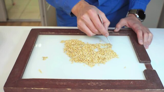 A lab technician analyzes grain barley on a sorting board, detecting foreign matter. Technical analysis of cereals. Grain laboratory.
