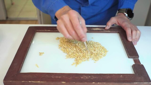 A lab technician analyzes grain barley on a sorting board, detecting foreign matter. Technical analysis of cereals. Grain laboratory.
