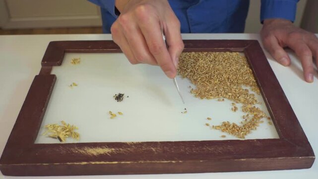 A lab technician analyzes grain on a sorting board, detecting foreign matter. Technical analysis of cereals. Grain laboratory.
