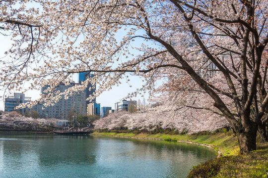 Cherry blossom trees in full bloom along a calm lake with modern city buildings in background under clear blue sky. 