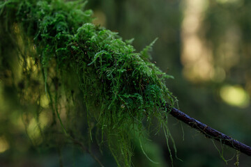 Close-up of vibrant green moss growing on branch with soft bokeh background in Pacific Northwest rainforest © Margarita