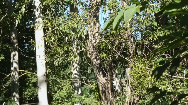 Red squirrel jumping from one branch to another among dense green foliage, static, medium shot, sunny day in wild forest. Vitality & Survival Instinct