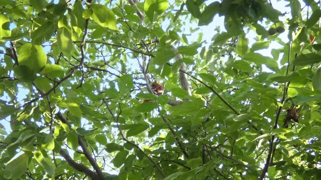 Red squirrel staying still among bright sunlit tree leaves and branches, static, wide shot, high key lighting. Purity & Inner Peace