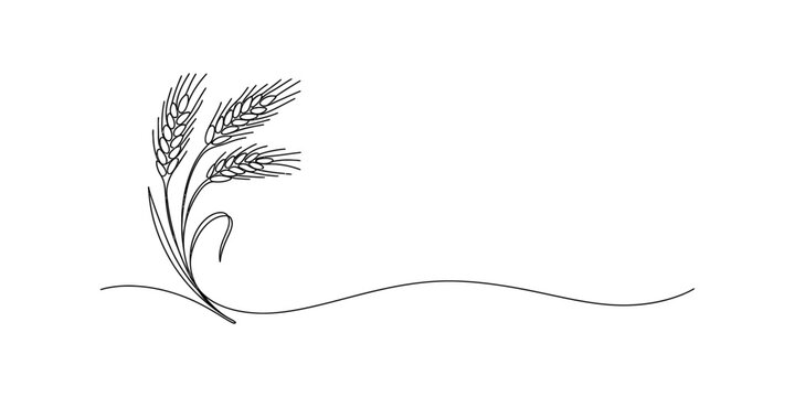 A simple black and white line drawing of wheat stalks growing from the ground. Vector, illustration