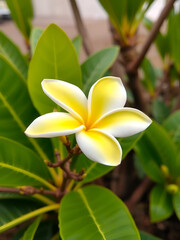 Obraz premium Plumeria flower. Yellow and White Hawaiian Frangipani Flower.