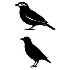 Obraz premium Crow Silhouette Set | Black Raven Bird Vector Illustration