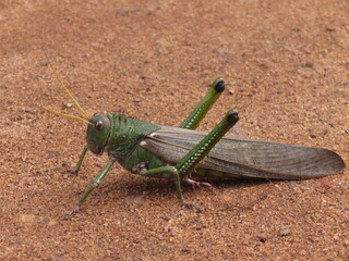 Large grasshopper in the Brazilian Amazon, Par&aacute;, Brazil