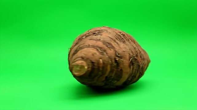 Root vegetable with brown and white stripes isolated against a vibrant green background
