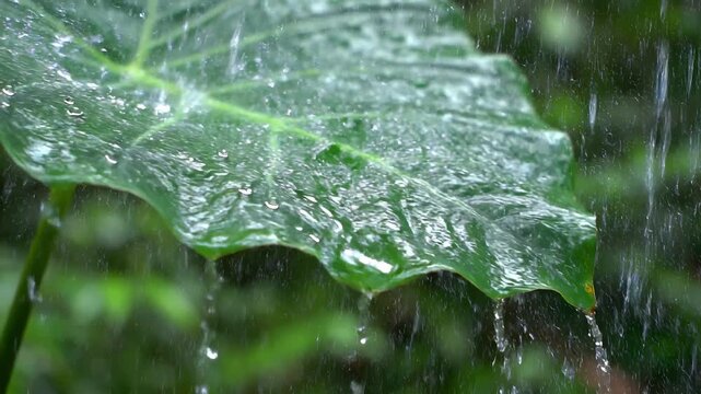 Daun hijau besar di tengah hujan dengan tetesan air hujan yang jatuh.
