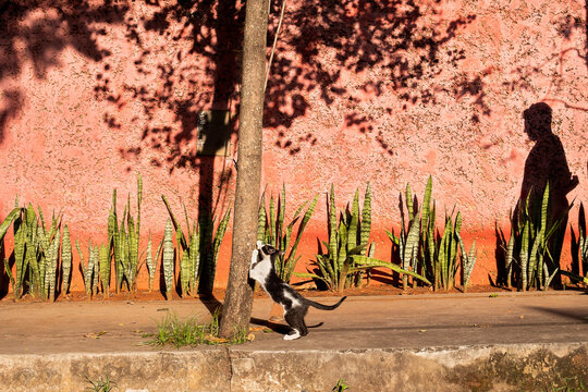 Asunci&oacute;n, Paraguay, Gato paseando en la calle con un dia soleado de verano.
