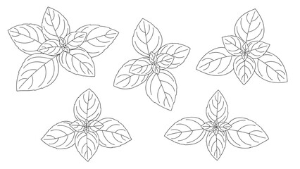 Obraz premium Set of five detailed black and white line drawings of basil leaf clusters, ideal for culinary or botanical design projects.